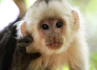HowtoBeAMonkey.org gives the public a chance to sample the day-to-day activities of a capuchin monkey