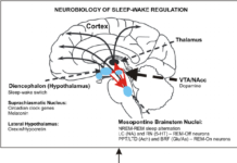 Researchers focused on “de novo” mutations of Tourette Disorder (TD)
