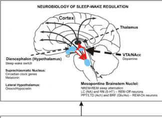 Researchers focused on “de novo” mutations of Tourette Disorder (TD)