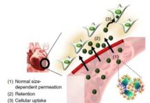 KAIST research team developed a heart-targeting drug delivery technology using tannin acid via intravenous systemic injection