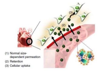 KAIST research team developed a heart-targeting drug delivery technology using tannin acid via intravenous systemic injection
