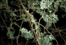 MSU scientists have a new proof of concept for a biofuel production platform that uses two species of marine algae and soil fungi