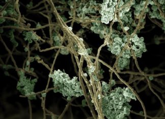 MSU scientists have a new proof of concept for a biofuel production platform that uses two species of marine algae and soil fungi