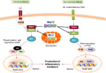 NLRP12 gene is underactive in people who are obese, making it a potential therapeutic target for treating obesity and diabetes