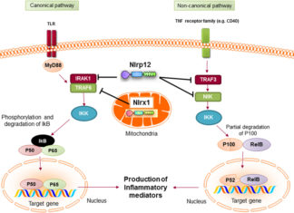 NLRP12 gene is underactive in people who are obese, making it a potential therapeutic target for treating obesity and diabetes