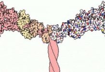 New avenues are now being opened toward treatment of Laing distal myopathy