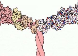 New avenues are now being opened toward treatment of Laing distal myopathy