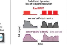 Optogenetic profiling used to identify alterations in Ras signaling dynamics within cancer cells