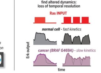 Optogenetic profiling used to identify alterations in Ras signaling dynamics within cancer cells