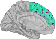 People blink every five seconds. During this brief moment, no light falls on the retina, yet people continue to observe a stable picture of the environment with no intervals of darkness