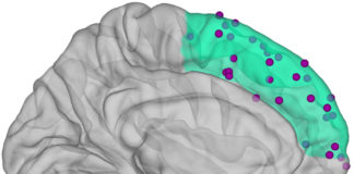 People blink every five seconds. During this brief moment, no light falls on the retina, yet people continue to observe a stable picture of the environment with no intervals of darkness