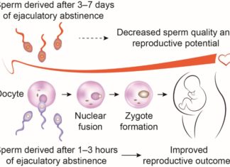 Recent research upends conventional wisdom that abstaining between efforts to conceive can improve a couple’s chances of success