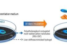 NUS pharmaceutical scientists have developed a nanomaterial-based hydrogel that encourages amniotic epithelial cells to grow into mature liver cells