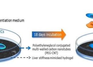 NUS pharmaceutical scientists have developed a nanomaterial-based hydrogel that encourages amniotic epithelial cells to grow into mature liver cells
