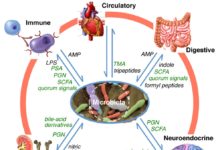 Researchers are only beginning to understand how the gut microbiome interacts with our bodies and the food we eat