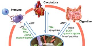 Researchers are only beginning to understand how the gut microbiome interacts with our bodies and the food we eat