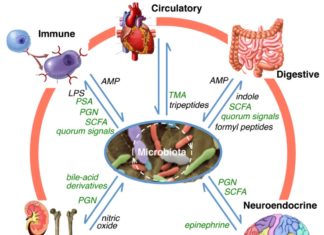 Researchers are only beginning to understand how the gut microbiome interacts with our bodies and the food we eat