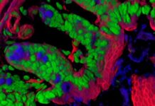 Researchers report a gut-brain neural circuit establishes the vagus nerve as an essential component of the brain system that regulates reward and motivation