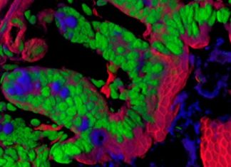 Researchers report a gut-brain neural circuit establishes the vagus nerve as an essential component of the brain system that regulates reward and motivation