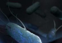 Researchers seek vaccine for Enterotoxigenic E. coli – traveler’s diarrhea