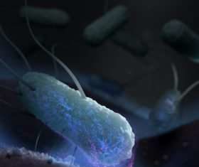Researchers seek vaccine for Enterotoxigenic E. coli – traveler’s diarrhea