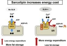 Sarcolipin increases muscle energy expenditure and fat oxidization