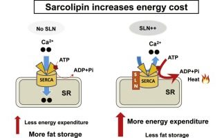 Sarcolipin increases muscle energy expenditure and fat oxidization