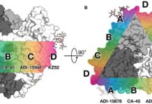 Scientists show how to neutralize the many types of Ebola with rare antibodies
