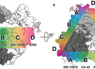 Scientists show how to neutralize the many types of Ebola with rare antibodies