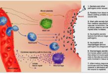 Sometimes the immune system mistakenly attacks the body’s healthy tissue by responding to infections that do not exist