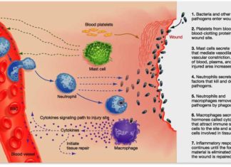 Sometimes the immune system mistakenly attacks the body’s healthy tissue by responding to infections that do not exist