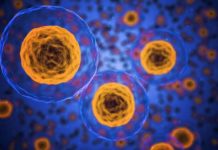 Zombie cells are the ones that can’t die but are equally unable to perform the functions of a normal cell