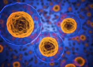 Zombie cells are the ones that can’t die but are equally unable to perform the functions of a normal cell