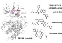 Zombie proteins linked to leukemia could be targets by Lung cancer drug