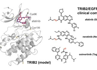 Zombie proteins linked to leukemia could be targets by Lung cancer drug