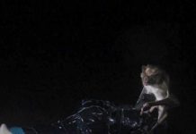 In Latin America, common vampire bats (Desmodus rotundus) are frequently infected by Bartonella, and their subsistence on blood creates a risk for bacterial transmission from bats to humans and livestock