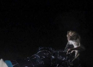In Latin America, common vampire bats (Desmodus rotundus) are frequently infected by Bartonella, and their subsistence on blood creates a risk for bacterial transmission from bats to humans and livestock