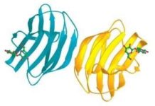 A protein produced by the human body appears to be a promising new drug candidate to treat conditions that lead to acute renal failure