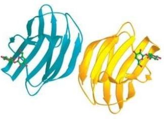 A protein produced by the human body appears to be a promising new drug candidate to treat conditions that lead to acute renal failure