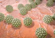 School of Public Health found that survivors of HPV-associated cancers have a high incidence of developing second HPV-related cancers