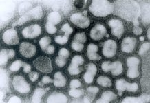 Influenza virus doesn’t replicate equally in all cells