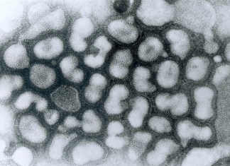 Influenza virus doesn’t replicate equally in all cells