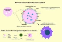 Innovative approach for developing a vaccine against Plasmodium vivax, the most prevalent human malaria parasite outside sub-Saharan Africa