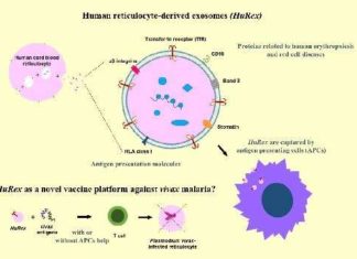 Innovative approach for developing a vaccine against Plasmodium vivax, the most prevalent human malaria parasite outside sub-Saharan Africa