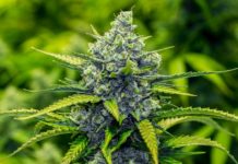Most teens who’ve tried marijuana have used the drug in more than one form