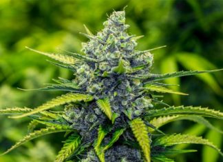 Most teens who’ve tried marijuana have used the drug in more than one form