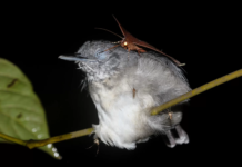 Brazilian Amazon, this moth is literally drinking the tears out of a bird’s eye in the dead of night