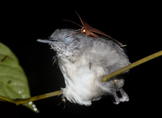 Brazilian Amazon, this moth is literally drinking the tears out of a bird’s eye in the dead of night