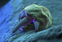 Cryptosporidiosis, infects humans and animals. It is a serious problem in developing countries, where it is a leading cause of life-threatening diarrhea in children under two