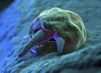 Cryptosporidiosis, infects humans and animals. It is a serious problem in developing countries, where it is a leading cause of life-threatening diarrhea in children under two